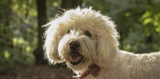 Labradoodle