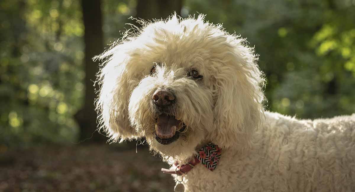 how long do poodles live in human years