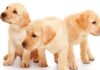 labrador retriever breeders