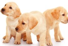 labrador retriever breeders