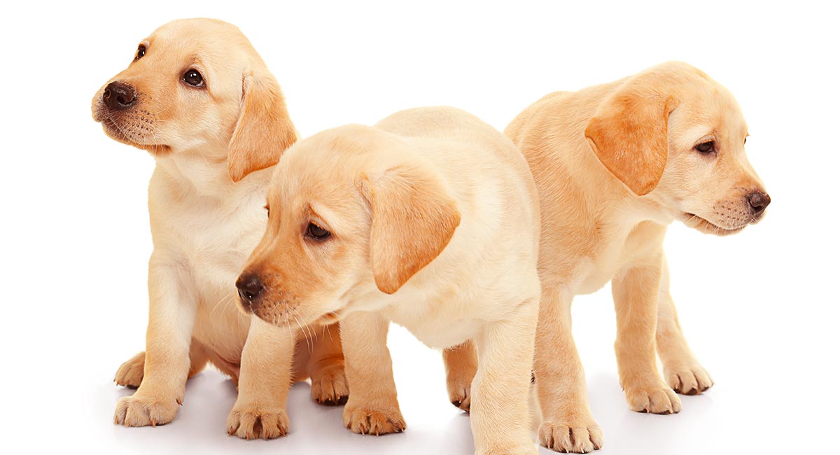 how to find labrador breeders