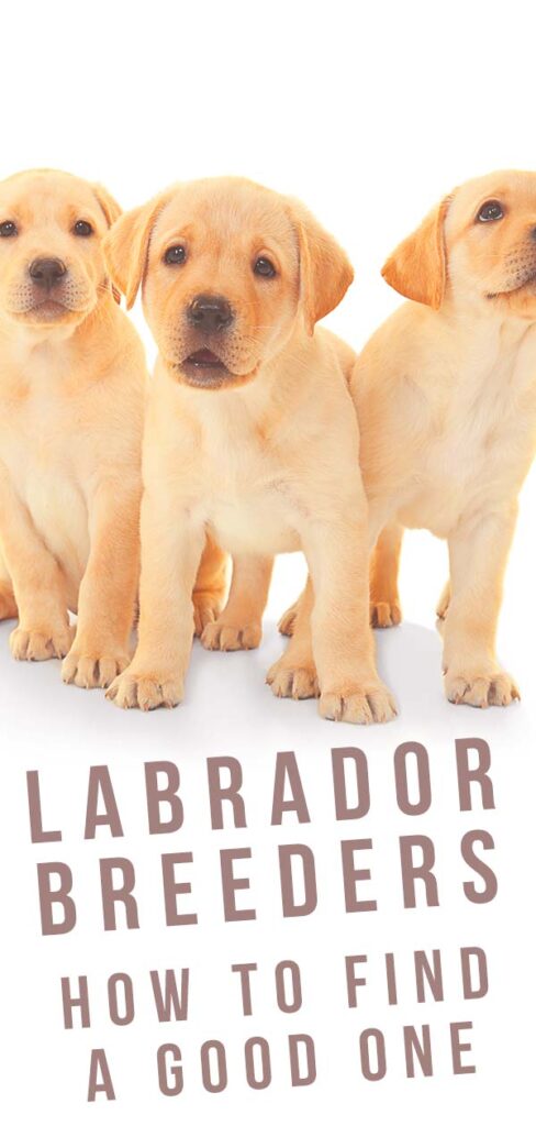 Labrador Inbreeding Labrador Retriever Breeders: How To Find A Good One