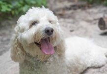 white Labradoodle