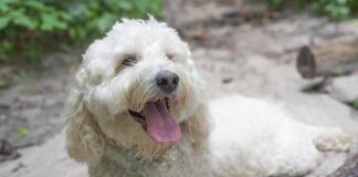 white Labradoodle