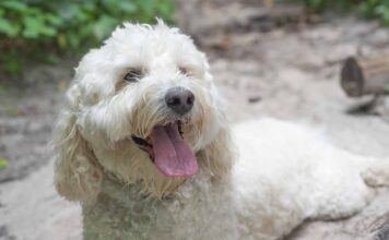 white Labradoodle