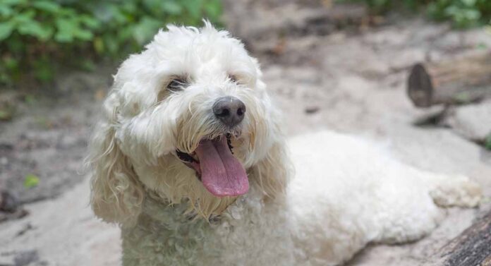 white Labradoodle