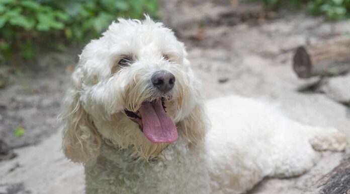 white Labradoodle