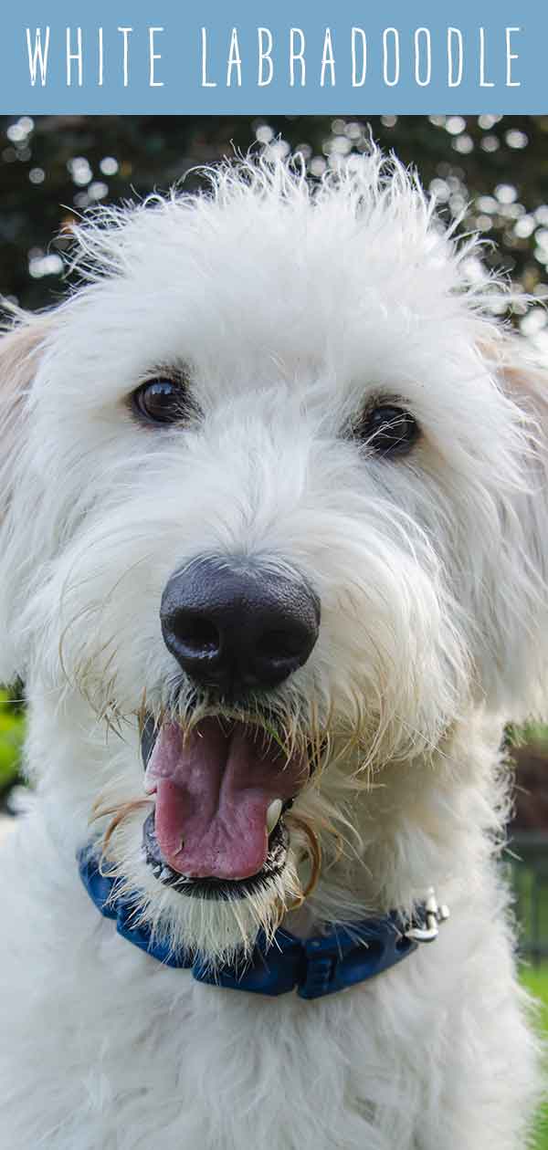 great white labradoodle