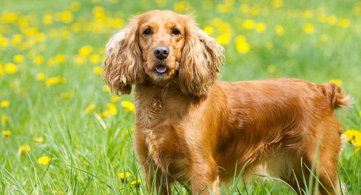 Hunting Dog Breeds Find The Perfect Hunting Dog For Your Family