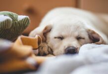 how to calm down a dog