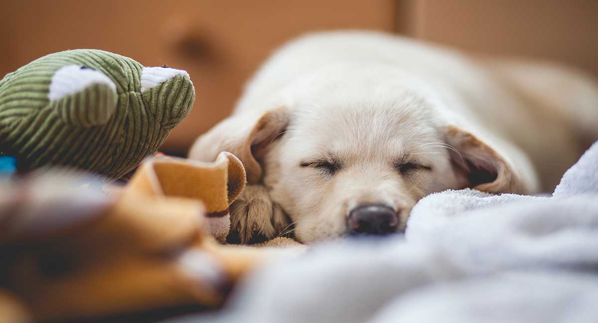 nervous labrador retriever