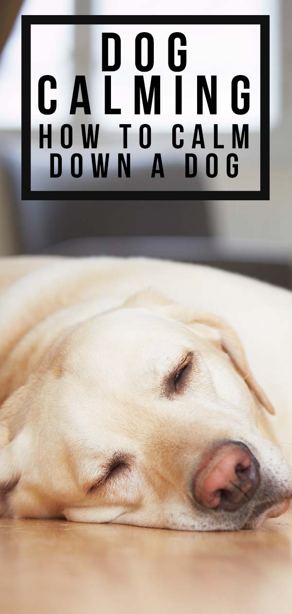 how to calm down a dog