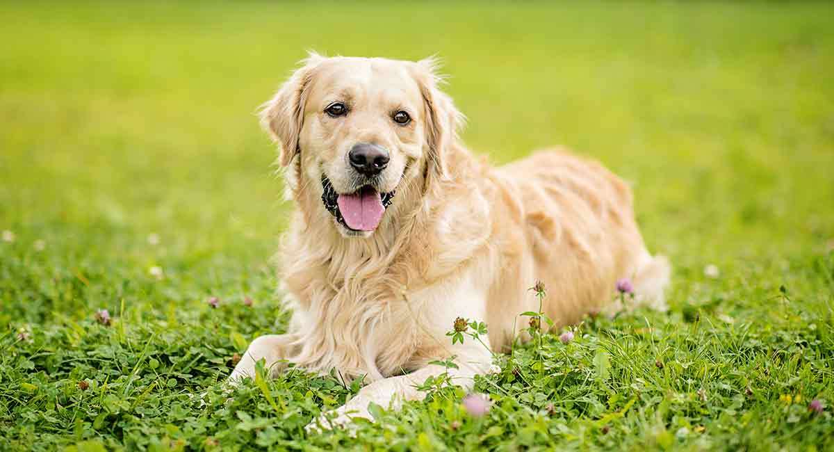 Hunting Dog Breeds Find The Perfect Hunting Dog For Your Family