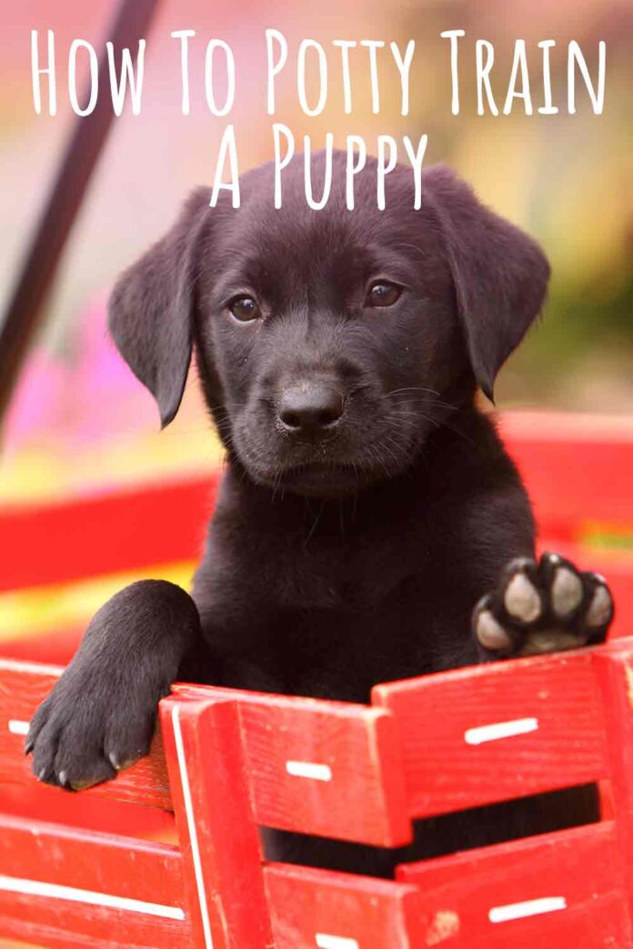 How To Potty Train A Puppy Easy To Follow Steps And Troubleshooting