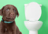 how to potty train a puppy