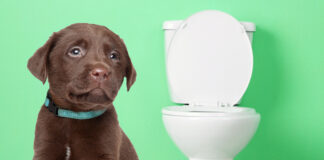 how to potty train a puppy