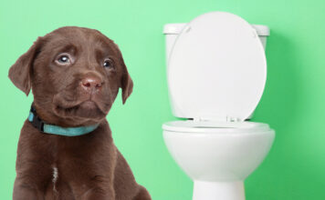 how to potty train a puppy