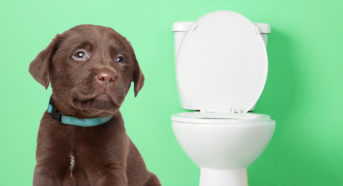 8 week old puppy potty training