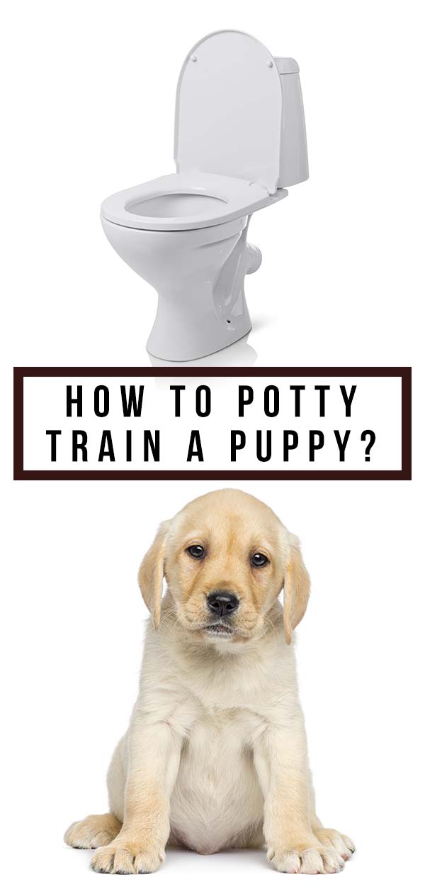 how do u toilet train a puppy