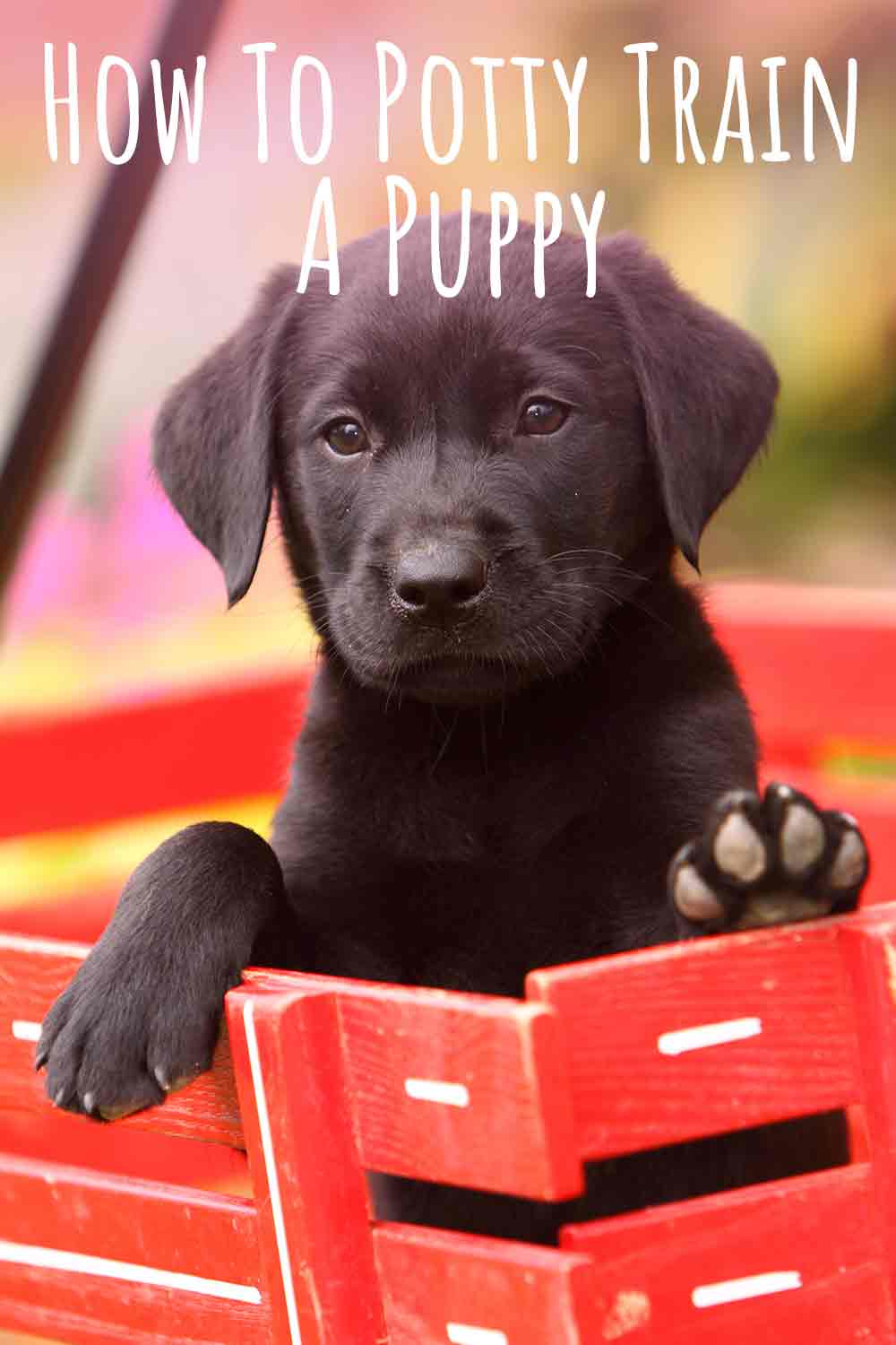 How To Potty Train A Puppy