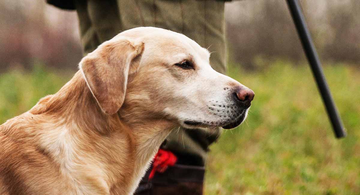 are labrador retrievers bird dogs