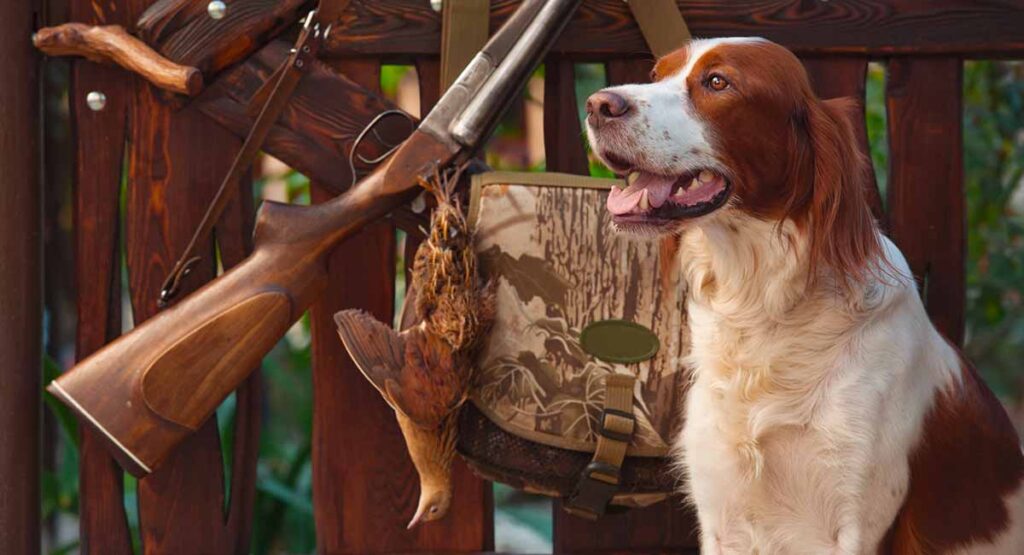 Hunting Dog Breeds Find The Perfect Hunting Dog For Your Family