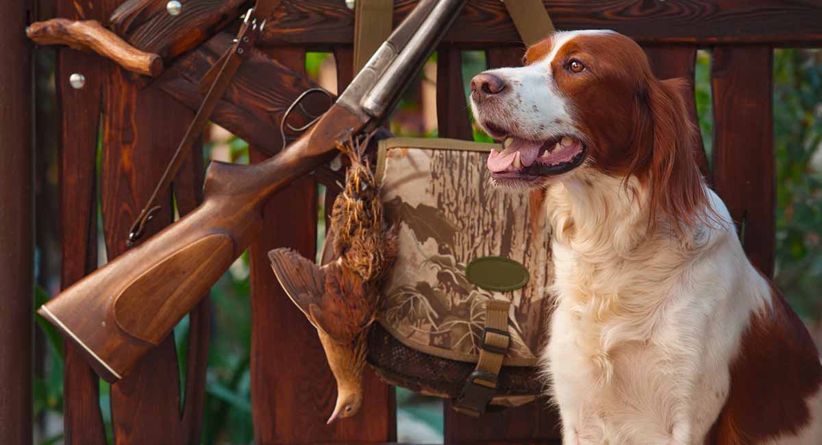 best hunting dogs for families