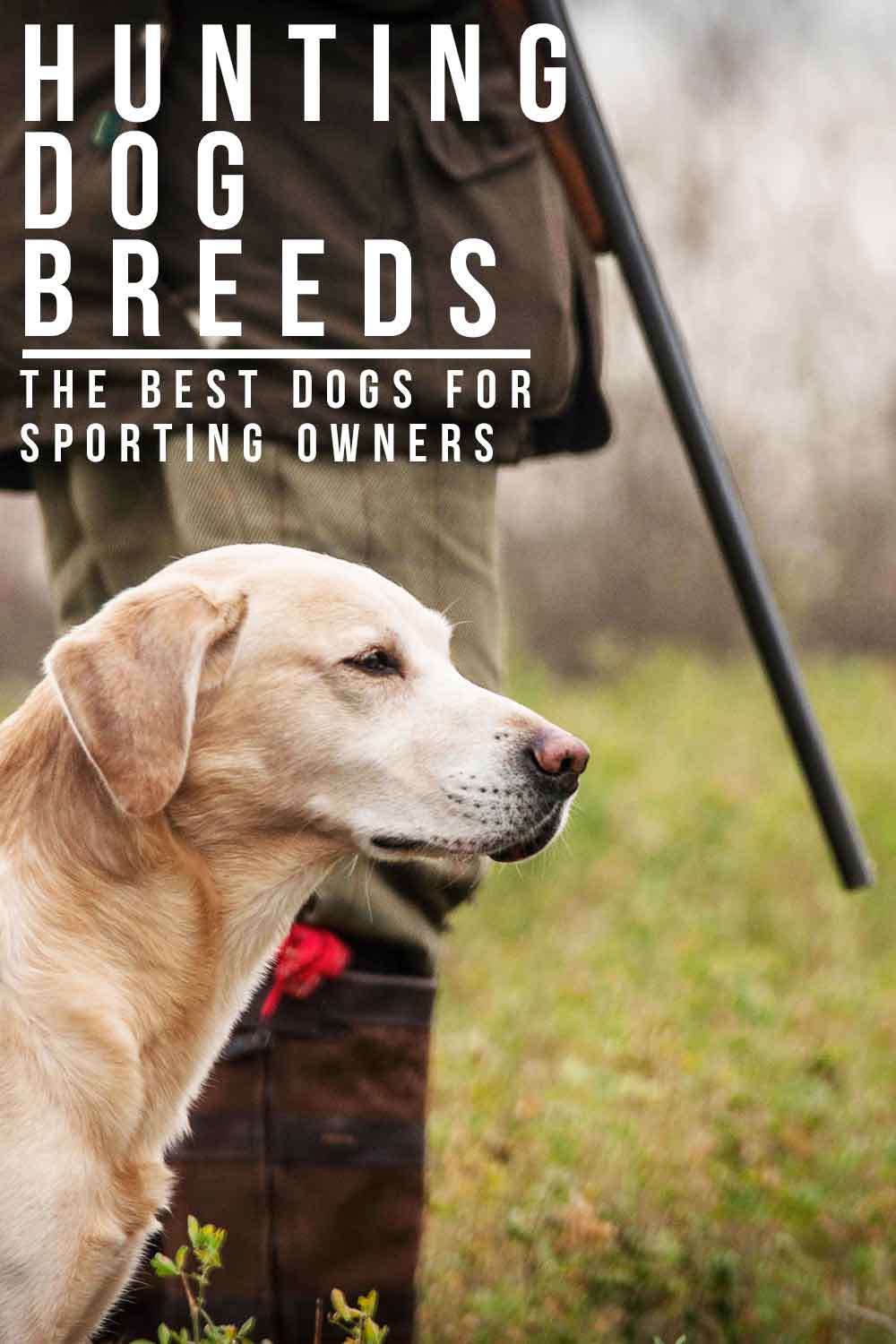 hunting dog breeds