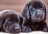 black lab names