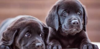 black lab names