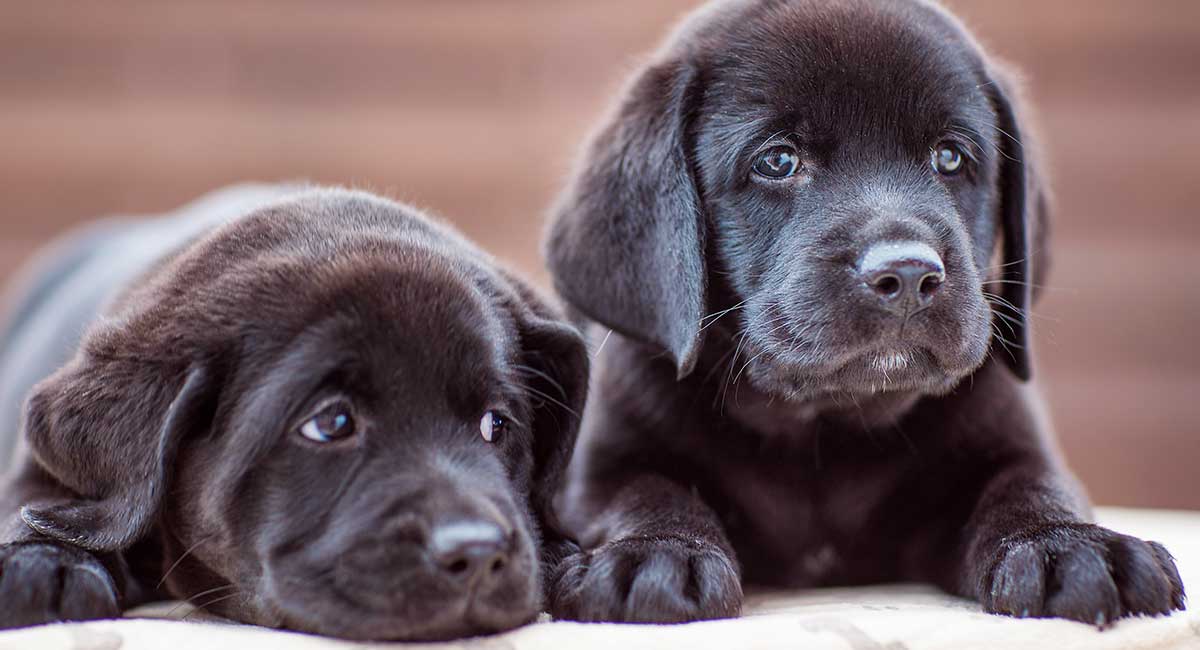 labrador puppy names female