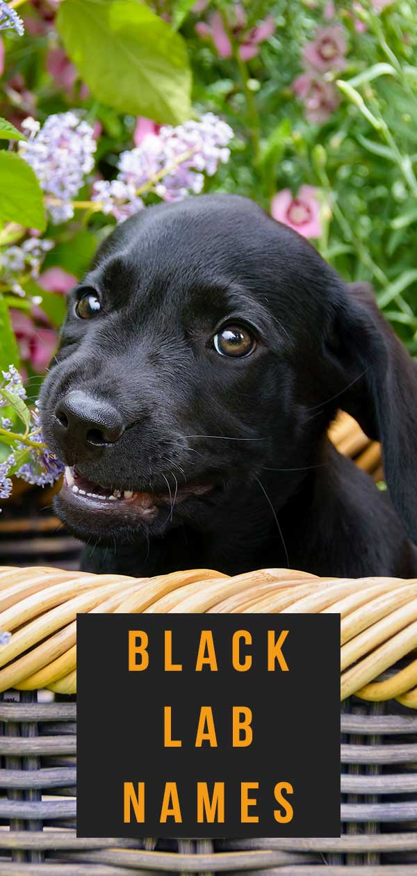 black lab names