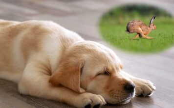 do dogs dream