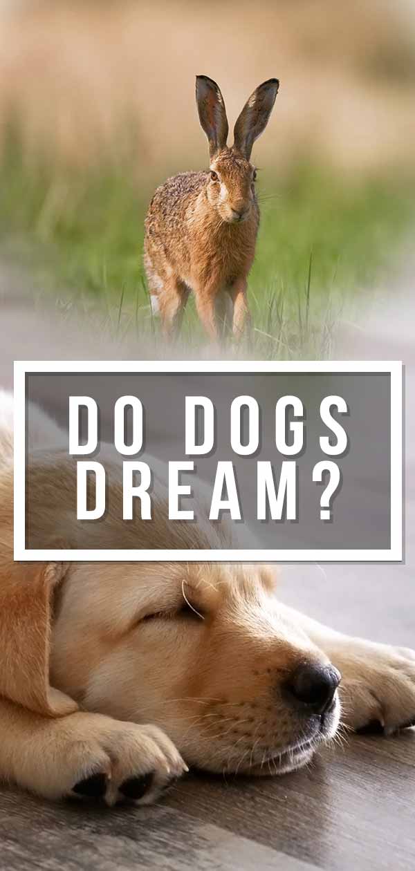 do dogs dream