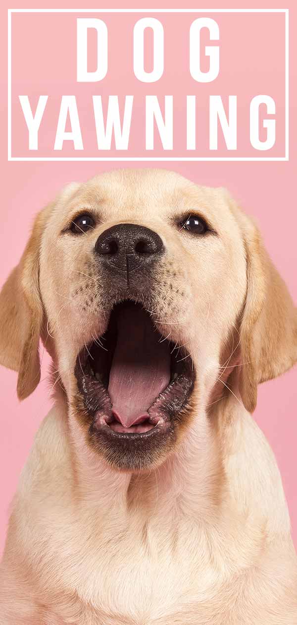 Dog Yawning - What Do Dogs&039 Yawns Mean And How Many Is Excessive?