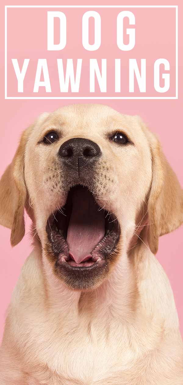 Why does my dog yawn when i pet him 1 Dog Yawning - What Do Dogs&039 Yawns Mean And How Many Is Excessive?