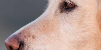 why do dogs have whiskers