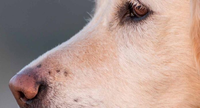 Why Do Dogs Have Whiskers? Find Out What They’re Really For