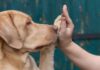 labrador high five