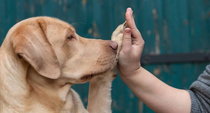 labrador high five