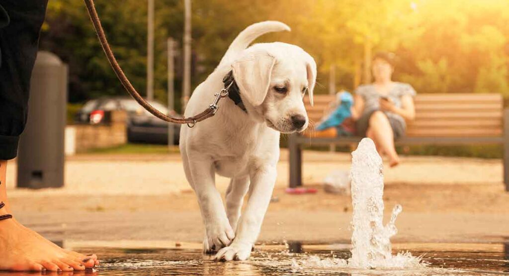 champagne lab puppy