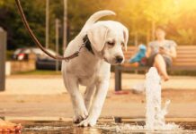 champagne lab puppy
