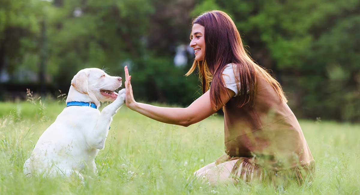 how old should a puppy be to train