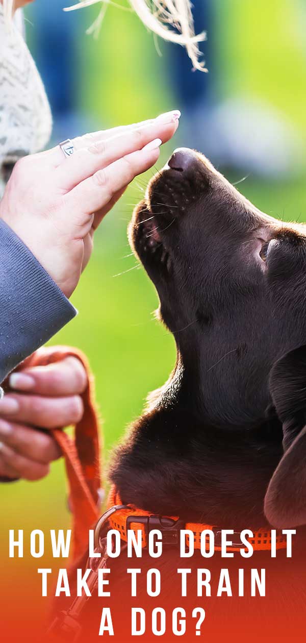 how long does it take to train a dog