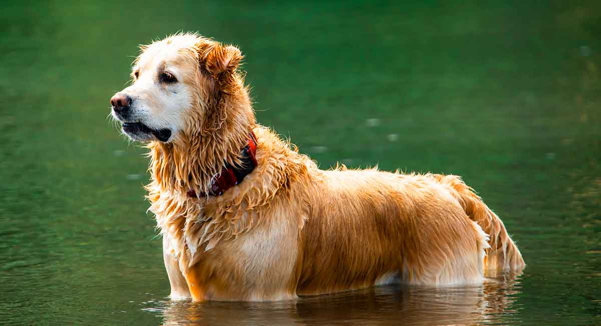 long haired yellow lab