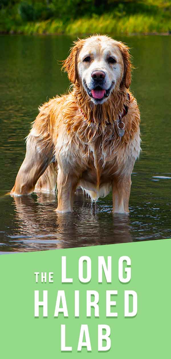 Long Haired Lab - All You Need To Know About Long Labrador Coats Long Haired Lab - All You Need To Know About Long Labrador Coats
