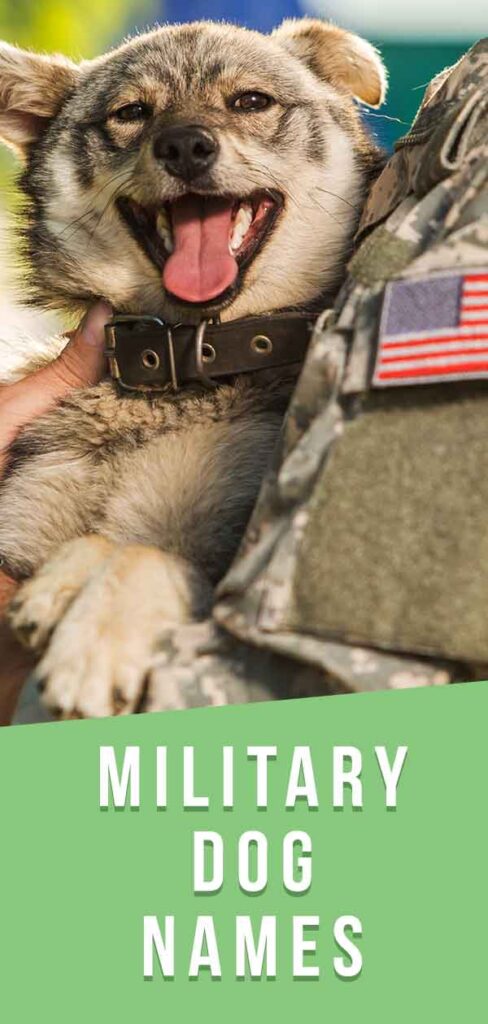 military dog names