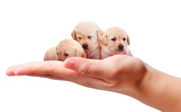 small labrador