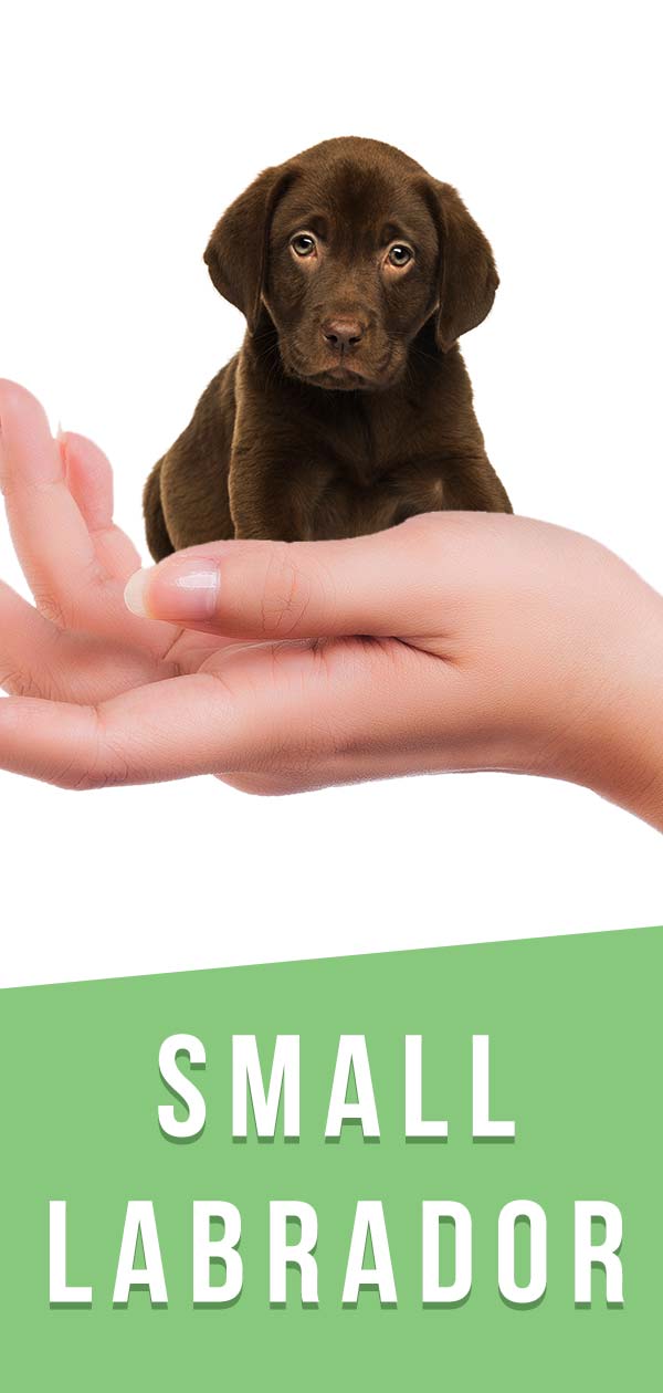 small labrador