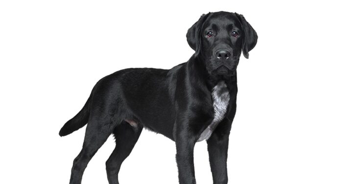black lab with white chest